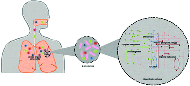 Elucidating the biosynthetic pathways of volatile organic compounds in Mycobacterium tuberculosis through a computational approach