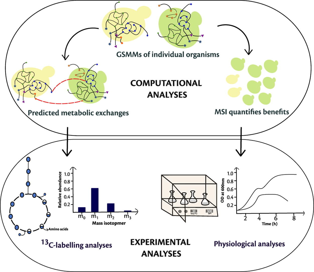 Investigating metabolic interactions in a microbial co-culture through integrated modelling and experiments