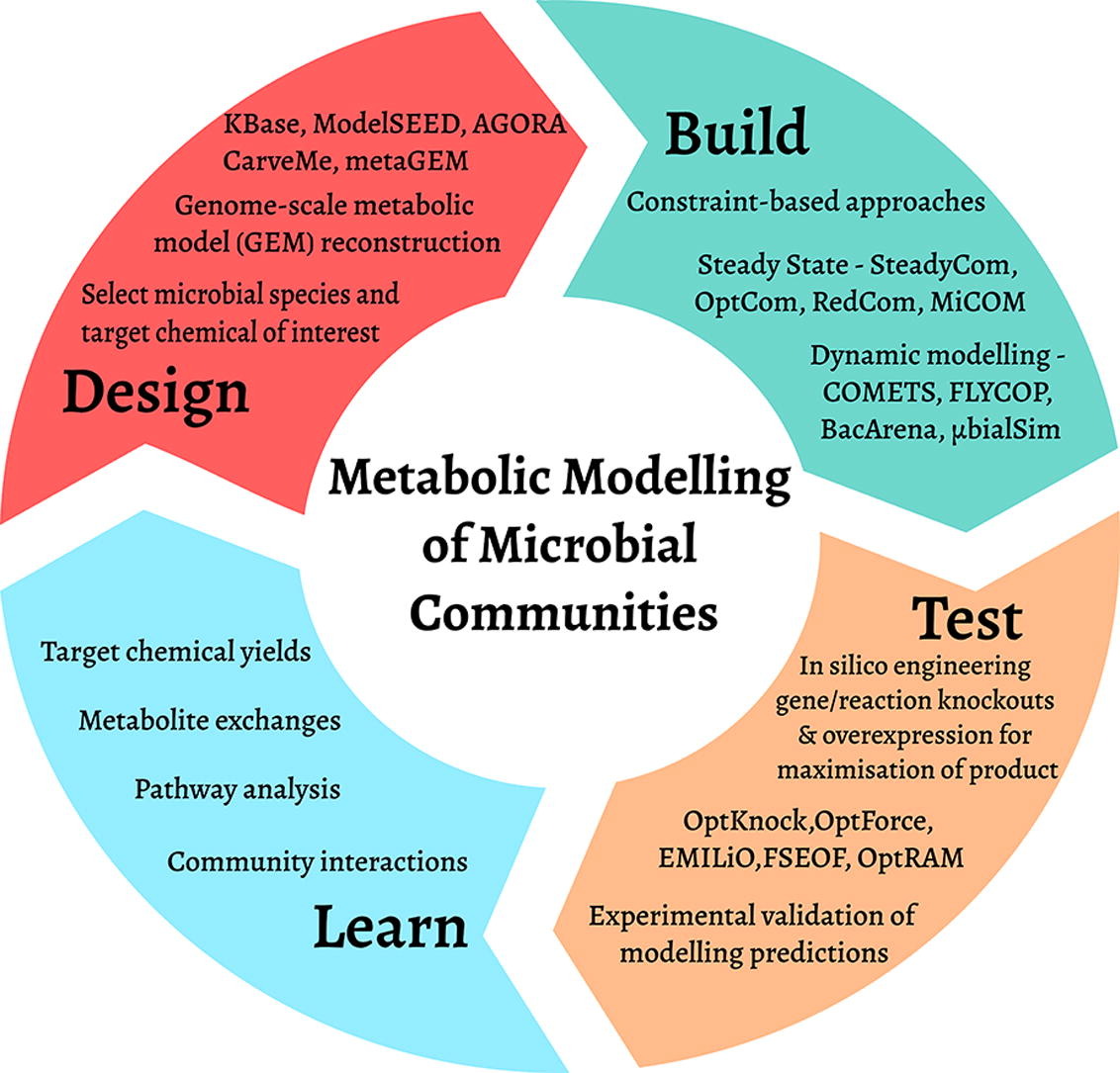 Modelling microbial communities Harnessing consortia for biotechnological applications