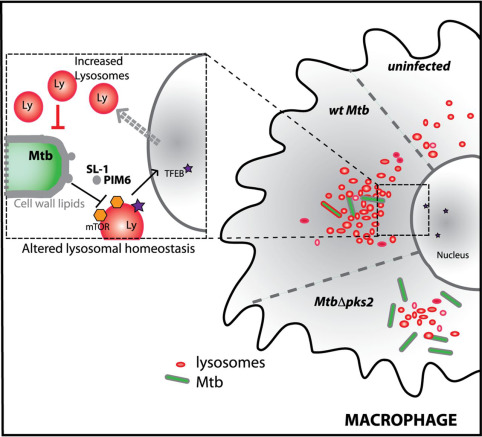 Mycobacterium tuberculosis (Mtb) lipid–mediated lysosomal rewiring in infected macrophages modulates intracellular Mtb trafficking and survival.